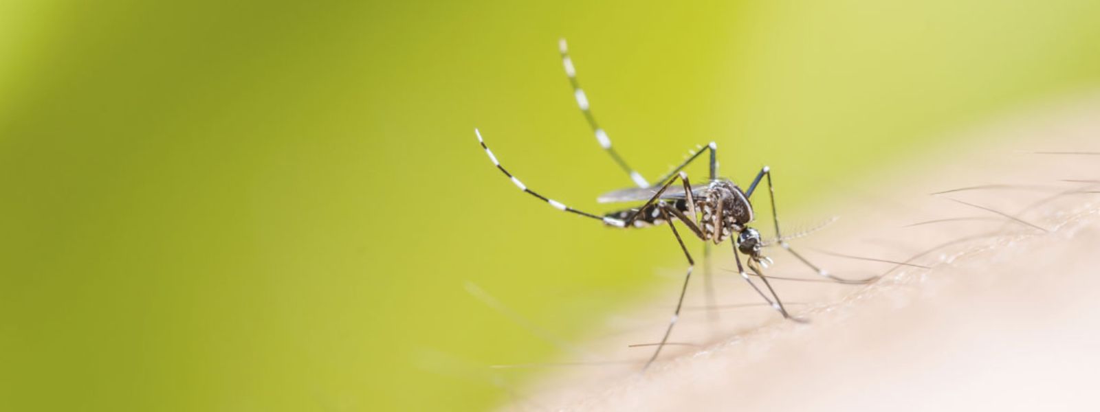 Friday every week set aside for mosquito control